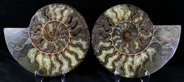 Large Split Agatized Ammonite Fossil #21590